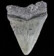 Juvenile Megalodon Tooth - South Carolina #74220-1